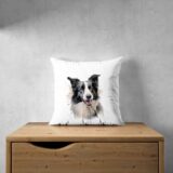 Border Collie – Image 29